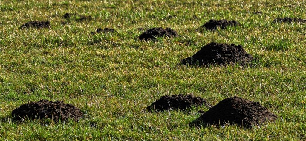 Sposoby na pozbycie się kreta