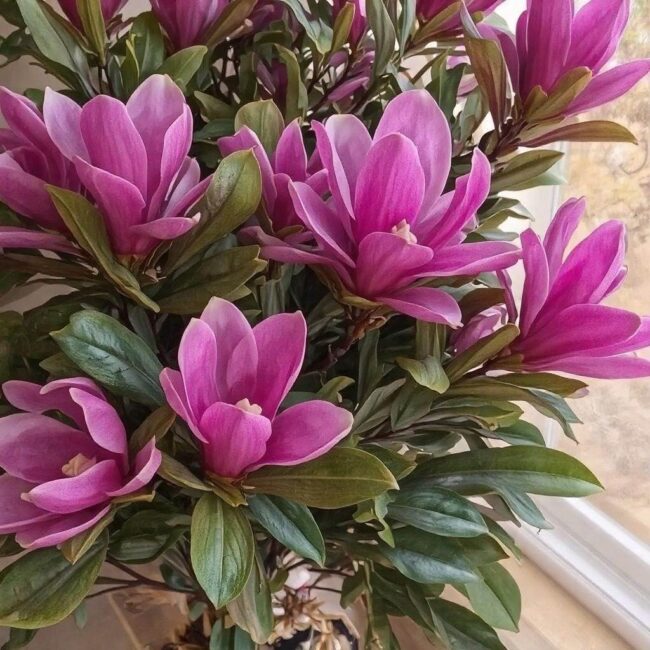 Metody izolacji magnolii na zimę