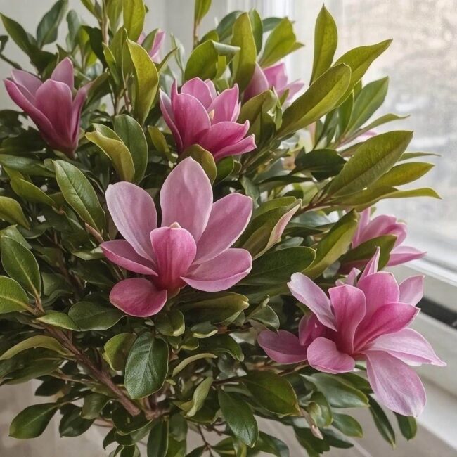 Zabezpieczanie młodych magnolii przed zimowymi szkodnikami