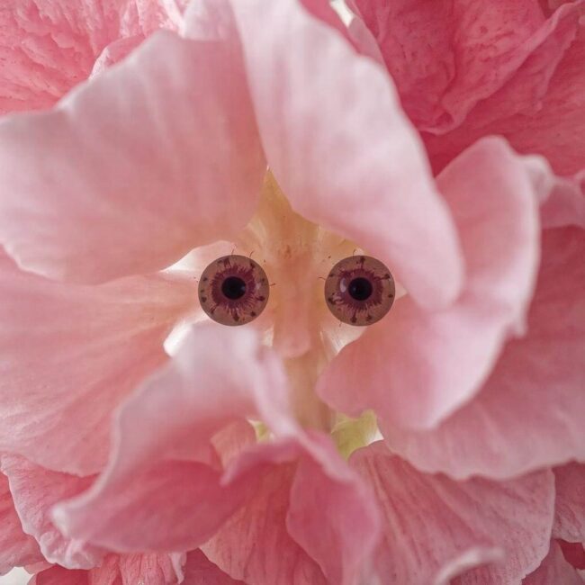 Stanowisko dla hortensji czerwonej